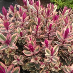 Hebes Collection - Selection Of SIX Outstanding Hardy Evergreen Hebe Plants 21 Hebes Collection - Selection Of SIX Outstanding Hardy Evergreen Hebe Plants -Outlet Plant Store hebe rhubarb and custard v2 750x750 1