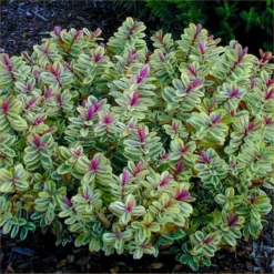 Hebes Collection - Selection Of SIX Outstanding Hardy Evergreen Hebe Plants 18 Hebes Collection - Selection Of SIX Outstanding Hardy Evergreen Hebe Plants -Outlet Plant Store hebe tricolor garden 750x750 1