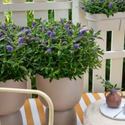 Huge XXL Hebe Addenda Donna Brita