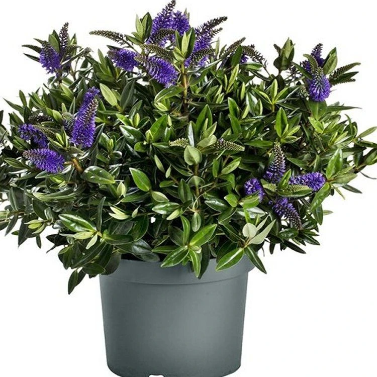 Huge XXL Hebe Addenda Donna Brita 2 Huge XXL Hebe Addenda Donna Brita - Image 2