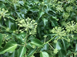 Hedera Helix Arborescens - Tree Ivy 5 Hedera Helix Arborescens - Tree Ivy -Outlet Plant Store hedera arborescens 1