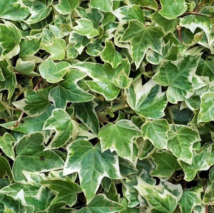 Hedera Helix 'Eva' 1 Hedera Helix 'Eva'
