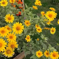 Heliopsis Helianthoides ‘Loraine Sunshine’