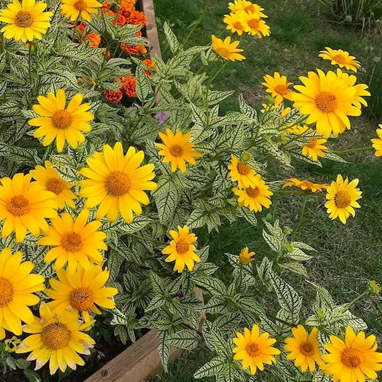 Heliopsis Helianthoides ‘Loraine Sunshine’ 1 Heliopsis Helianthoides ‘Loraine Sunshine’