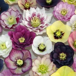 Outlet Plant Store -Outlet Plant Store hellebores1