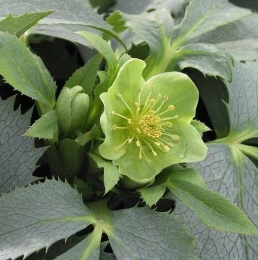 Helleborus Argutifolius Silver Lace 1 Helleborus Argutifolius Silver Lace