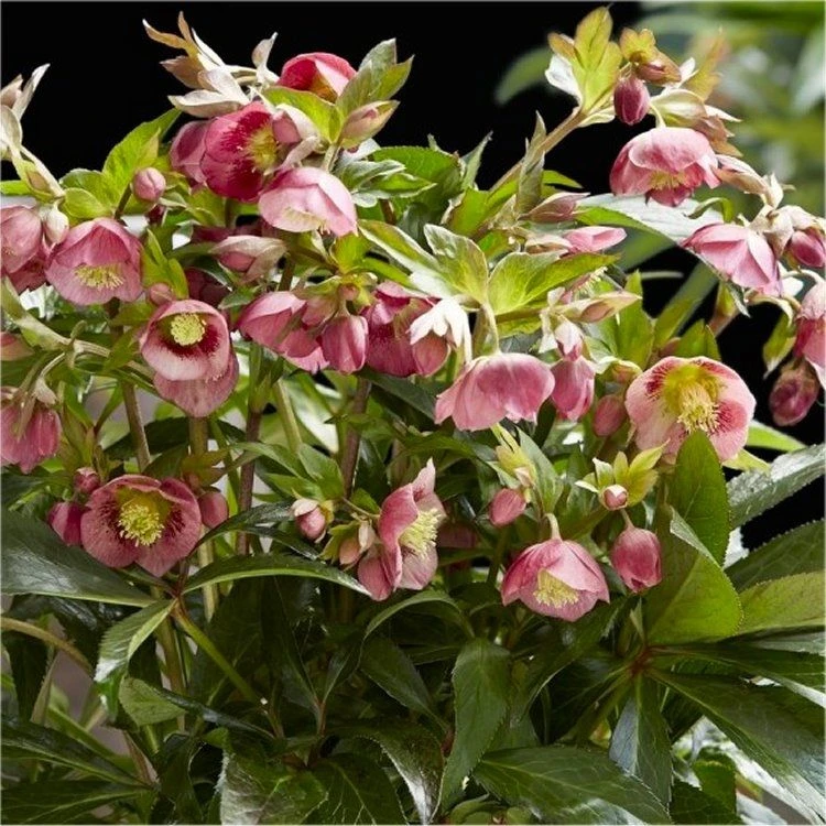 Helleborus X Hybridus 'Decaya Pink' - Oriental Hellebore In Bud & Bloom 1 Helleborus X Hybridus 'Decaya Pink' - Oriental Hellebore In Bud & Bloom