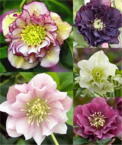 Carnival Hellebore Collection - Pack Of SIX Helleborus Plants -Outlet Plant Store helleborus double ellen collection