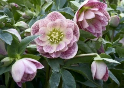 Connoisseur Helleborus Plants Collection - Pack Of FOUR Assorted Double Ellen Hellebore Plants -Outlet Plant Store helleborus double ellen pink spotted