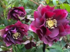 Connoisseur Helleborus Plants Collection - Pack Of FOUR Assorted Double Ellen Hellebore Plants -Outlet Plant Store helleborus double ellen red scaled