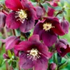 Helleborus X Hybridus 'Hello Red' - Oriental Hellebore In Bud & Bloom