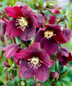 Helleborus X Hybridus 'Hello Red' - Oriental Hellebore In Bud & Bloom