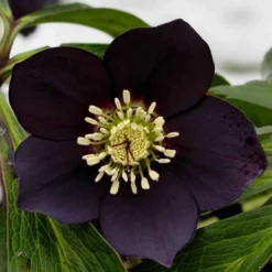Helleborus X Hybridus 'Lucy Black' - Oriental Hellebore