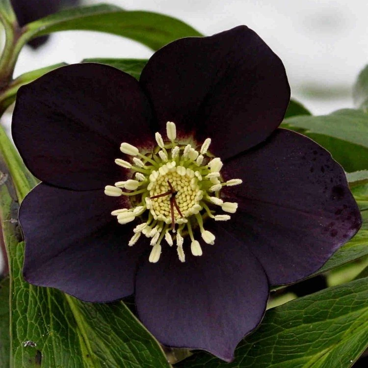 Helleborus X Hybridus 'Lucy Black' - Oriental Hellebore