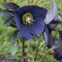 Outlet Plant Store -Outlet Plant Store helleborus lucy black2 750x750 1