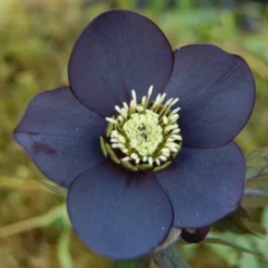 Helleborus X Hybridus 'Lucy Black' - Oriental Hellebore -Outlet Plant Store helleborus lucy black3 750x750 1