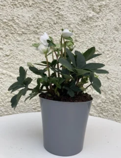 Helleborus Niger - White Christmas Roses - Pack Of THREE Plants In SILVER Pots -Outlet Plant Store helleborus niger 1