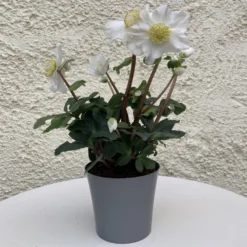 Helleborus Niger - White Christmas Roses - Pack Of THREE Plants In SILVER Pots -Outlet Plant Store helleborus niger 2
