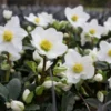 Helleborus Niger - White Hellebore In Bud - Pack Of TWELVE Plants