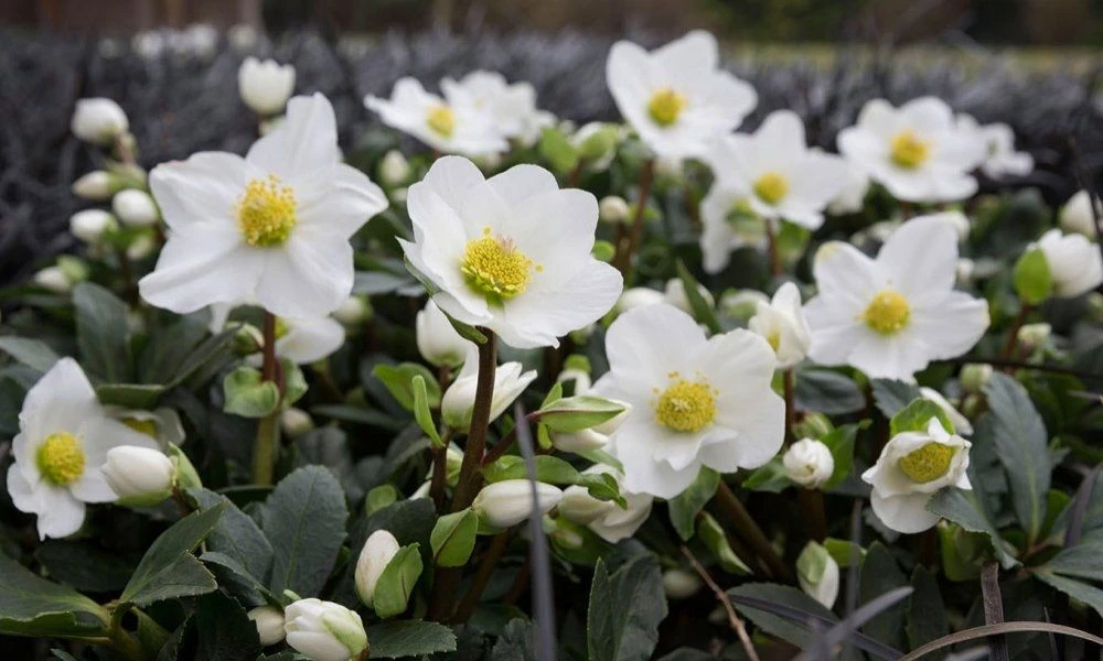 Helleborus Niger - White Hellebore In Bud - Pack Of TWELVE Plants