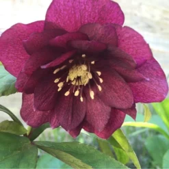 Helleborus X Hybridus 'Double Ellen Red' - Oriental Hellebore -Outlet Plant Store helleborus orientalis double red 1