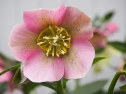 Outlet Plant Store -Outlet Plant Store helleborus orientals pretty ellen pink