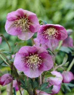 Helleborus Orientalis Pretty Ellen Pink - Hellebore -Outlet Plant Store helleborus orientals pretty ellen pink1