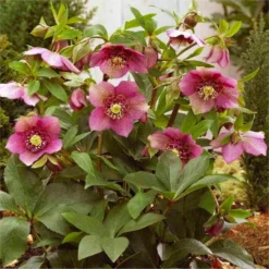 Helleborus Orientalis Tutu - Rare Double Pleated Hellebore -Outlet Plant Store helleborus tutu 1 750x750 1