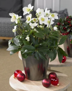 Outlet Plant Store -Outlet Plant Store helleborus visi74870 3