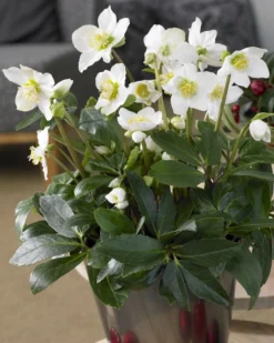 Helleborus Niger - White Christmas Roses - Pack Of THREE Plants In SILVER Pots -Outlet Plant Store helleborus visi74871 3