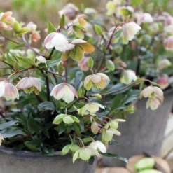 Outlet Plant Store -Outlet Plant Store helleborus winter bells 1