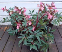 Winter Bells Helleborus - Hellebore Plant In Bud & Bloom -Outlet Plant Store helleborus winter bellsx750 1