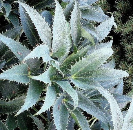 Helleborus Argutifolius Silver Lace 2 Helleborus Argutifolius Silver Lace - Image 2