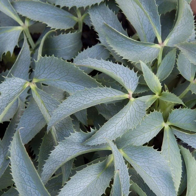 Helleborus Argutifolius Silver Lace 3 Helleborus Argutifolius Silver Lace - Image 3