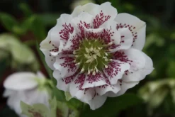 Connoisseur Helleborus Plants Collection - Pack Of FOUR Assorted Double Ellen Hellebore Plants -Outlet Plant Store helleborus double ellen white spotted