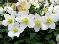 Helleborus Niger - White Christmas Roses - Pack Of THREE Plants In SILVER Pots