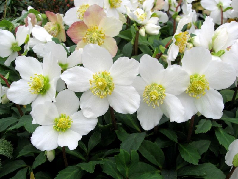 Helleborus Niger - White Hellebore In Bud - Pack Of SIX Plants 4 Helleborus Niger - White Hellebore In Bud - Pack Of SIX Plants - Image 4