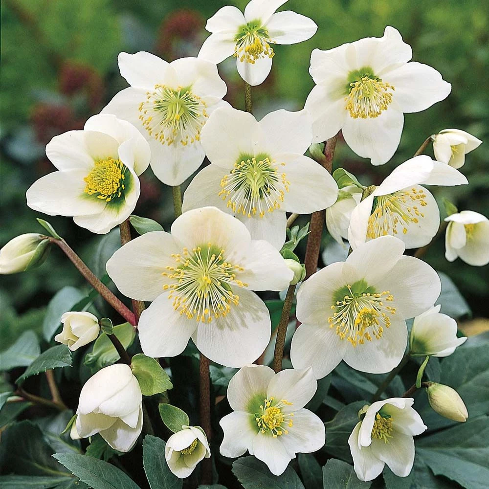 Helleborus Niger - White Hellebore In Bud - Pack Of SIX Plants 2 Helleborus Niger - White Hellebore In Bud - Pack Of SIX Plants - Image 2