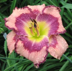 Hemerocallis 'Get Jiggy'