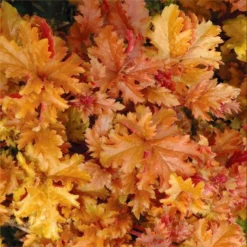 Handsome Heuchera Collection - Pack Of FOUR Evergreen Plants 29 Handsome Heuchera Collection - Pack Of FOUR Evergreen Plants -Outlet Plant Store heuchera amber waves 1 1