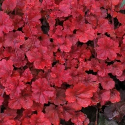Handsome Heuchera Collection - Pack Of FOUR Evergreen Plants 31 Handsome Heuchera Collection - Pack Of FOUR Evergreen Plants -Outlet Plant Store heuchera cherry cola2 1 1