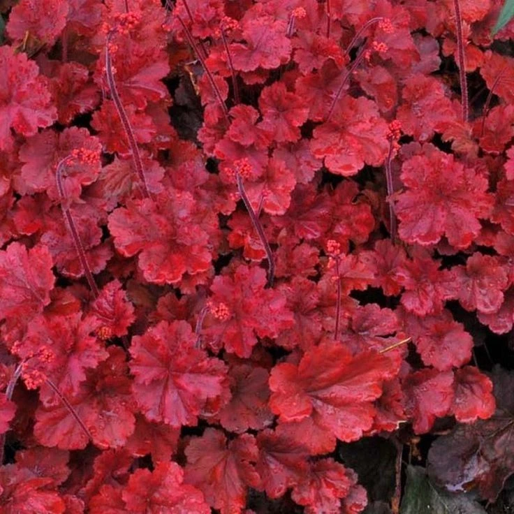Handsome Heuchera Collection - Pack Of FOUR Evergreen Plants 14 Handsome Heuchera Collection - Pack Of FOUR Evergreen Plants - Image 14