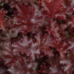 Handsome Heuchera Collection - Pack Of FOUR Evergreen Plants 26 Handsome Heuchera Collection - Pack Of FOUR Evergreen Plants -Outlet Plant Store heuchera chocolate ruffles4 1 1