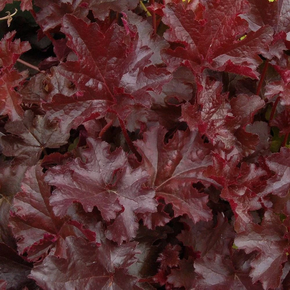 Handsome Heuchera Collection - Pack Of FOUR Evergreen Plants 9 Handsome Heuchera Collection - Pack Of FOUR Evergreen Plants - Image 9