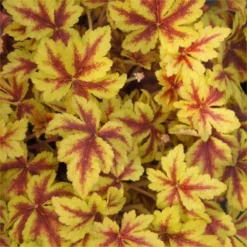 Handsome Heuchera Collection - Pack Of FOUR Evergreen Plants 27 Handsome Heuchera Collection - Pack Of FOUR Evergreen Plants -Outlet Plant Store heuchera golden zebra 750x750 1 1