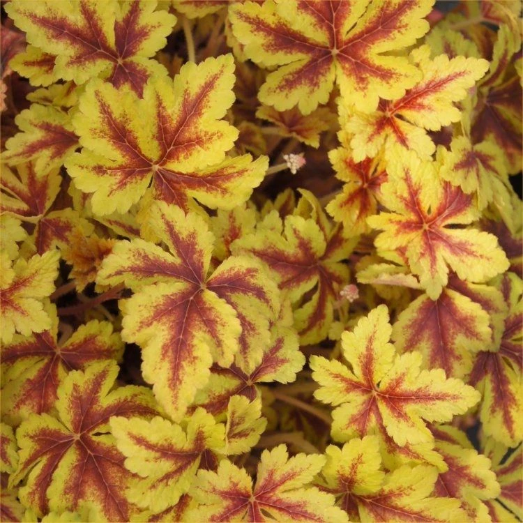 Handsome Heuchera Collection - Pack Of FOUR Evergreen Plants 10 Handsome Heuchera Collection - Pack Of FOUR Evergreen Plants - Image 10
