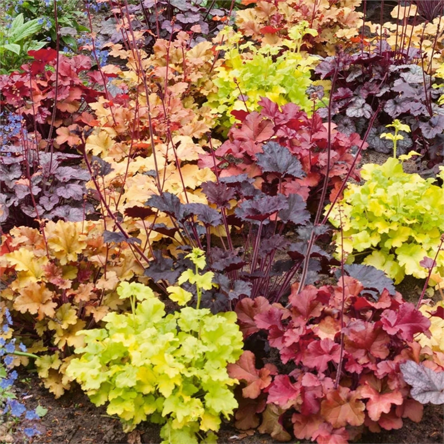 Handsome Heuchera Collection - Pack Of FOUR Evergreen Plants 1 Handsome Heuchera Collection - Pack Of FOUR Evergreen Plants