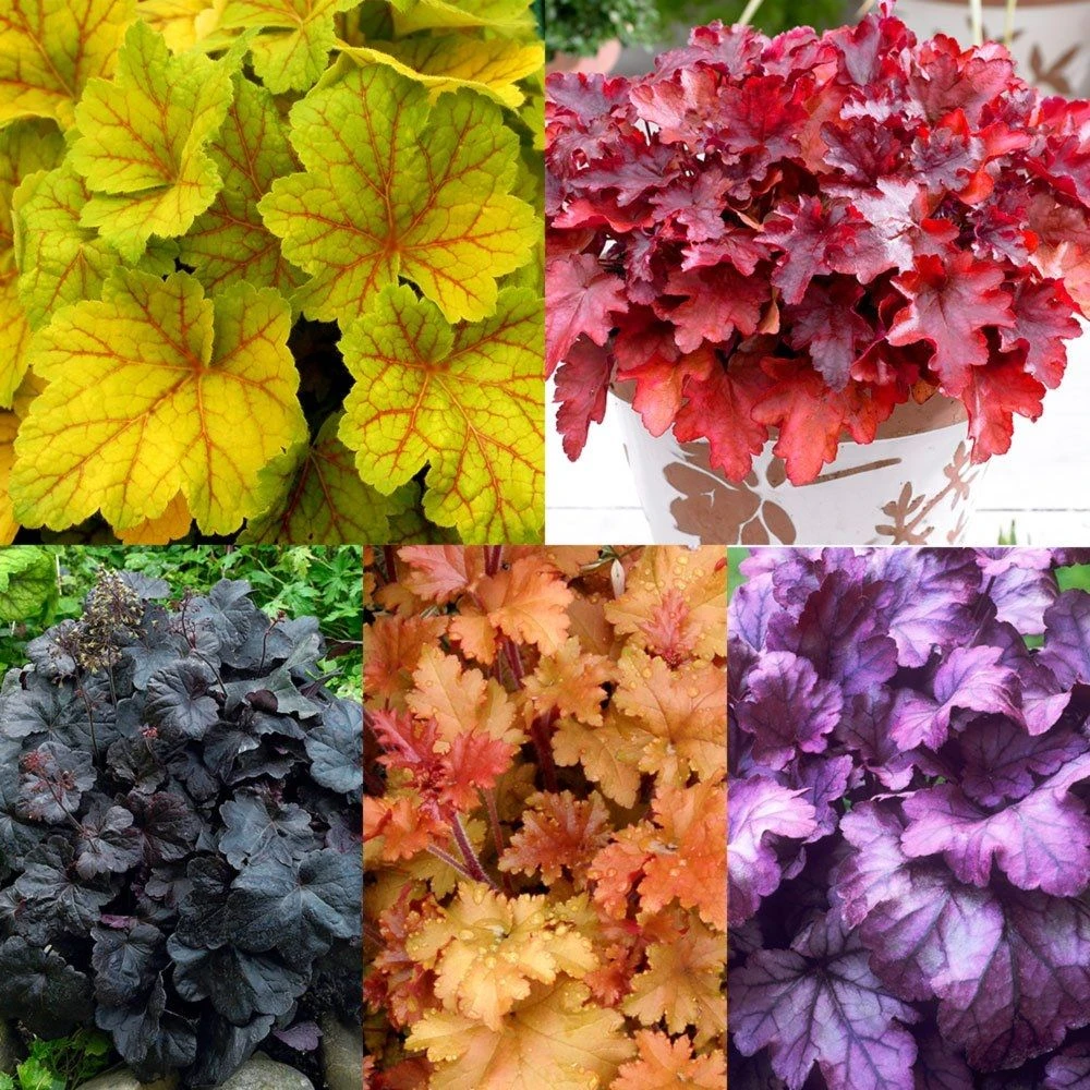 Handsome Heuchera Collection - Pack Of FOUR Evergreen Plants 2 Handsome Heuchera Collection - Pack Of FOUR Evergreen Plants - Image 2