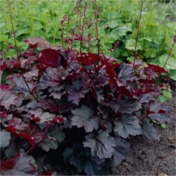 Handsome Heuchera Collection - Pack Of FOUR Evergreen Plants 34 Handsome Heuchera Collection - Pack Of FOUR Evergreen Plants -Outlet Plant Store heuchera palace purple1 750x750 2 1