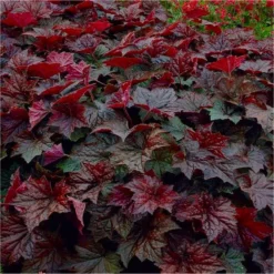 Handsome Heuchera Collection - Pack Of FOUR Evergreen Plants 35 Handsome Heuchera Collection - Pack Of FOUR Evergreen Plants -Outlet Plant Store heuchera palace purple2 750x750 2 1